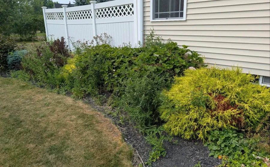 Overgrown bed along a home and fence before cleanup in Grand Island, NY