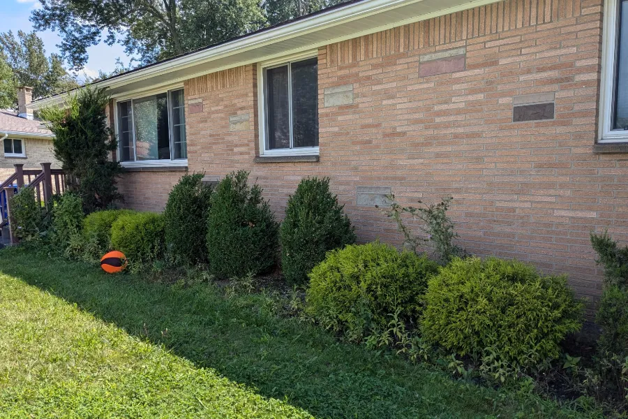 Landscape beds before cleanup in Hamburg, NY