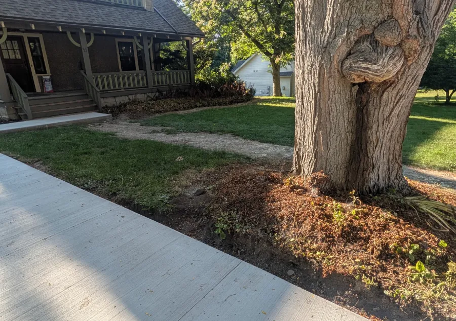 Lawn grading and renovation around a mature tree in West Seneca, NY