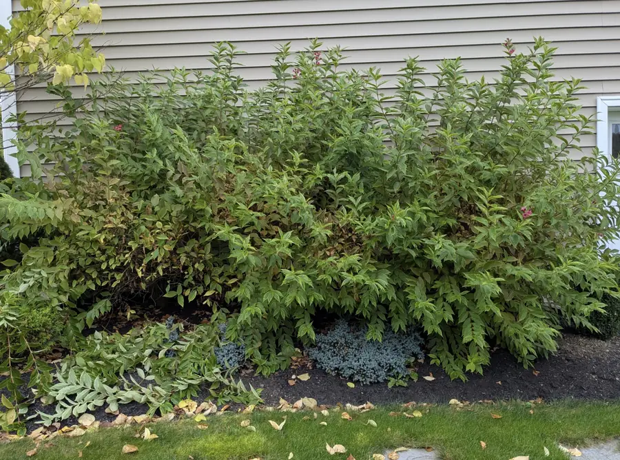 Giant overgrown shrub swallowing a foundation bed before trimming